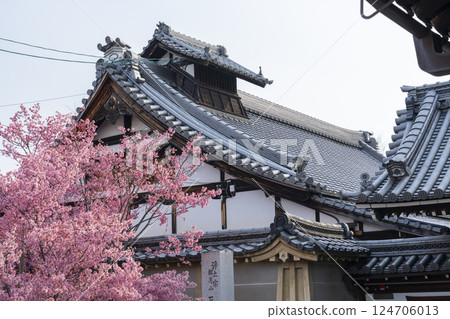 Spring in Kyoto: Okamezakura in full bloom at Chotokuji Temple Spring in Kyoto: Okamezakura in full bloom at Chotokuji Temple 124706013