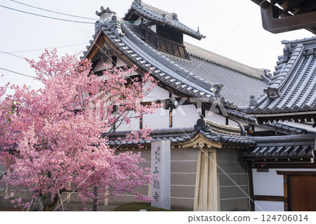 京都之春:長德寺岡目櫻花盛開 京都之春:長德寺岡目櫻花盛開 124706014