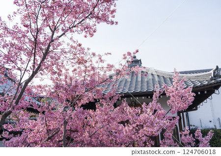 春天的京都：長德寺、地藏殿與岡龜櫻花 124706018