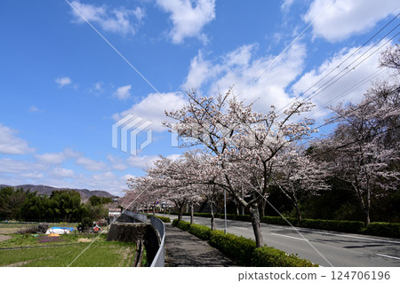 稻名川町：櫻花樹成行、藍天白雲 124706196