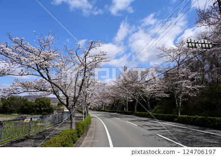 稻川町櫻花線 124706197