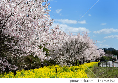稻川町櫻花和油菜花 124706198