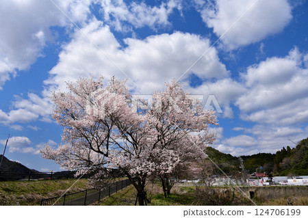 豬名川町櫻花 124706199