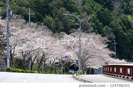 稻川町櫻花隧道 124706201