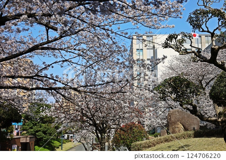 櫻花盛開，日本國旗在藍天上飄揚 124706220