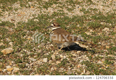 Killdeer Bird Guarding Nest of Eggs on Ground Killdeer Bird Guarding Nest of Eggs on Ground 124706338