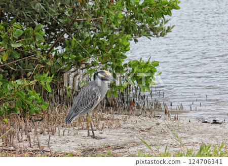 Yellow-crowned Night Heron in Sarasota Florida Yellow-crowned Night Heron in Sarasota Florida 124706341