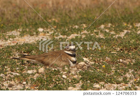 Killdeer Bird Sitting on Nest of Eggs on Ground 124706353