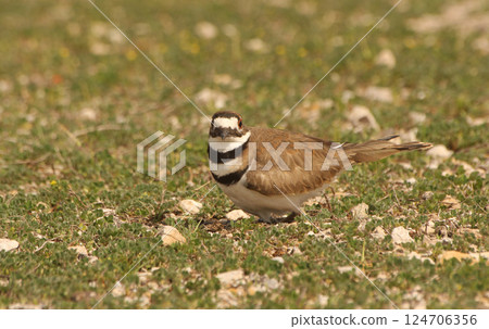 Killdeer Bird Guarding Nest of Eggs on Ground 124706356