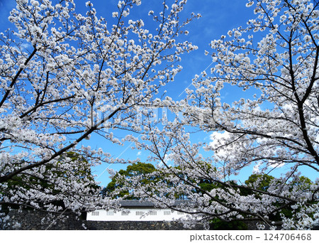 皇宮櫻花 皇宮櫻花 124706468