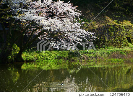Spring of the lake 124706470