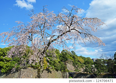 Sakura in the old castle 124706471