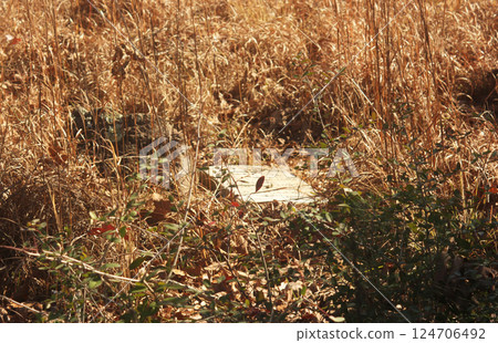Abandoned Cemetery Located in Rural East TX Barron Cemetery 124706492