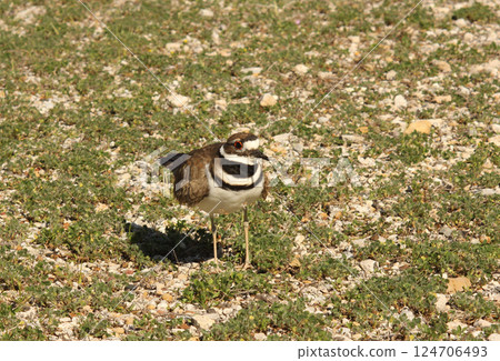 Killdeer Bird Guarding Nest of Eggs on Ground 124706493
