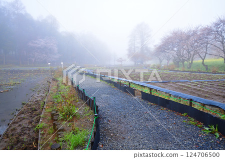 A scene of cherry blossoms in full bloom in the dense fog 124706500