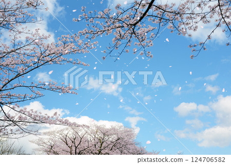 Fluttering cherry blossoms background Fluttering cherry blossoms background 124706582