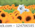 向日葵和 124706585