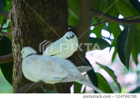 Bali myna, Leucopsar rothschildi, perched on a branch with vibrant green leaves in the background.  124706786