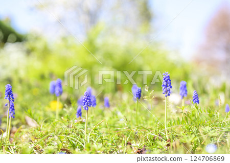 葡萄風信子花 春天的花朵 春天的色彩 四月 葡萄風信子花 春天的花朵 春天的色彩 四月 124706869