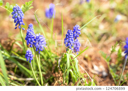 葡萄風信子花 春天的花朵 春天的色彩 四月 124706899