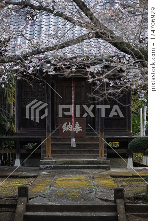 A shrine with a donation box marked "offering" and cherry blossoms A shrine with a donation box marked "offering" and cherry blossoms 124706929