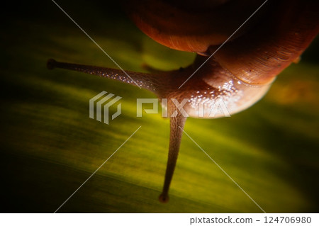Snail in leaf with tropical . Snail on dry leaf. slow animals Snail in leaf with tropical . Snail on dry leaf. slow animals 124706980