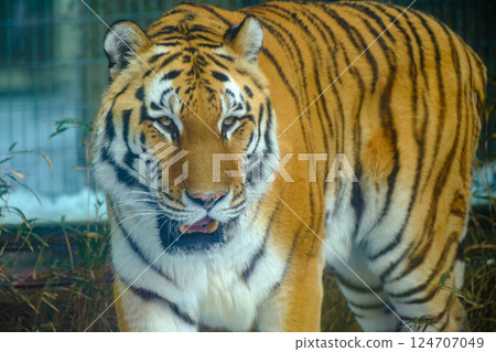 老虎臉朝上 124707049