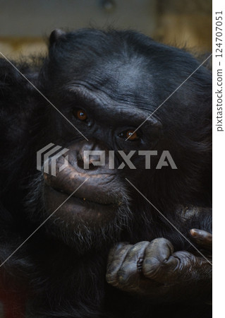 黑猩猩 124707051
