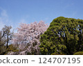 Cherry blossoms at Koishikawa Botanical Garden 124707195