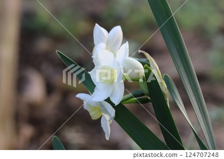 White daffodil flowers blooming in the garden in early spring White daffodil flowers blooming in the garden in early spring 124707248