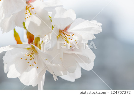 cherry blossom closeup 124707272