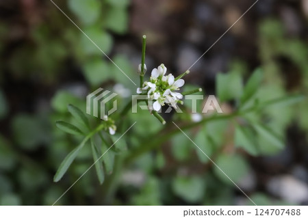 早春時節,田野上盛開著小荳蔻的白色小花 早春時節,田野上盛開著小荳蔻的白色小花 124707488