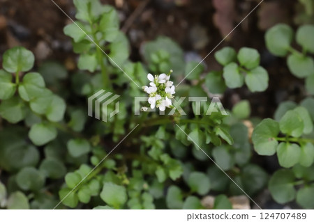 早春時節，田野上盛開著小荳蔻的白色小花 124707489