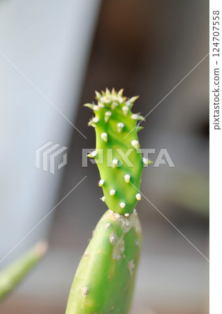 Opuntia cochenillifera, Opuntia or cactus Opuntia cochenillifera, Opuntia or cactus 124707558