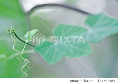 Coccinia grandis or Ivy Gourd plant 124707565