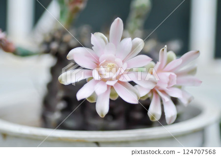Gymnocalycium ,Gymnocalycium mihanovichii or gymnocalycium mihanovichii variegated with flower or cactus flower Gymnocalycium ,Gymnocalycium mihanovichii or gymnocalycium mihanovichii variegated with flower or cactus flower 124707568