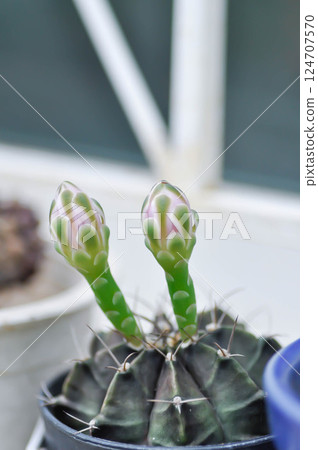 Gymnocalycium ,Gymnocalycium mihanovichii or gymnocalycium mihanovichii variegated with flower or cactus flower Gymnocalycium ,Gymnocalycium mihanovichii or gymnocalycium mihanovichii variegated with flower or cactus flower 124707570