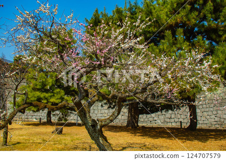 [Kyoto Scenery] Nijo Castle - Red and white plum blossoms blooming near the castle tower 124707579