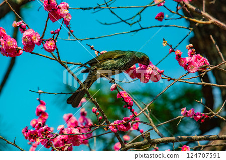 [Kyoto Scenery] Nijo Castle - Red and white plum blossoms blooming near the castle tower 124707591