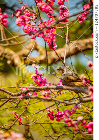 【京都風光】二條城-天守閣附近盛開的紅白梅花 【京都風光】二條城-天守閣附近盛開的紅白梅花 124707595