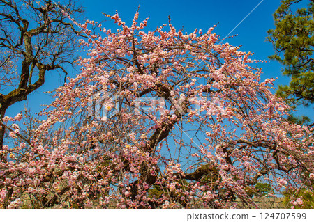 [Kyoto Scenery] Nijo Castle - Red and white plum blossoms blooming near the castle tower 124707599