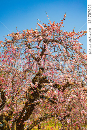 [Kyoto Scenery] Nijo Castle - Red and white plum blossoms blooming near the castle tower 124707603