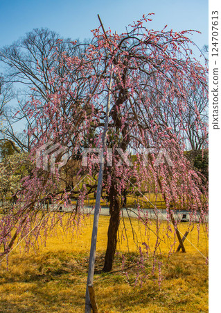 【京都風光】二條城-天守閣附近盛開的紅白梅花 【京都風光】二條城-天守閣附近盛開的紅白梅花 124707613