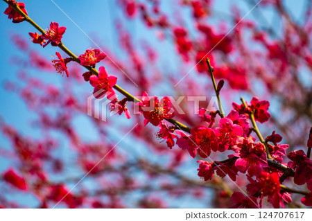 【京都風光】二條城-天守閣附近盛開的紅白梅花 124707617