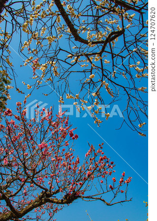 【京都風光】二條城-天守閣附近盛開的紅白梅花 124707620