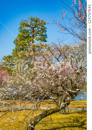 [Kyoto Scenery] Nijo Castle - Red and white plum blossoms blooming near the castle tower 124707641