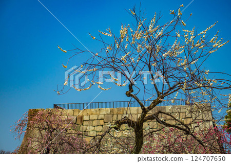 [Kyoto Scenery] Nijo Castle - Red and white plum blossoms blooming near the castle tower 124707650