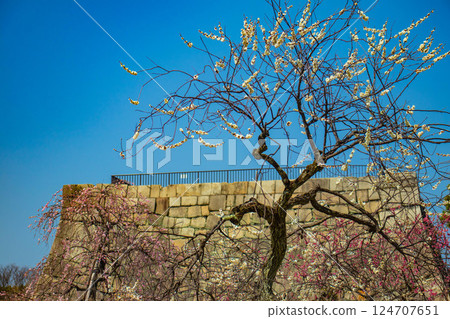 [Kyoto Scenery] Nijo Castle - Red and white plum blossoms blooming near the castle tower 124707651