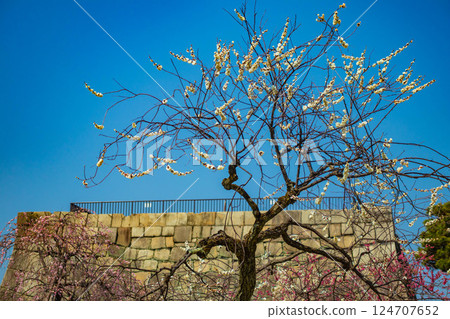 【京都風光】二條城-天守閣附近盛開的紅白梅花 124707652