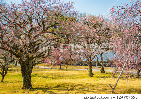 【京都風光】二條城-天守閣附近盛開的紅白梅花 124707653